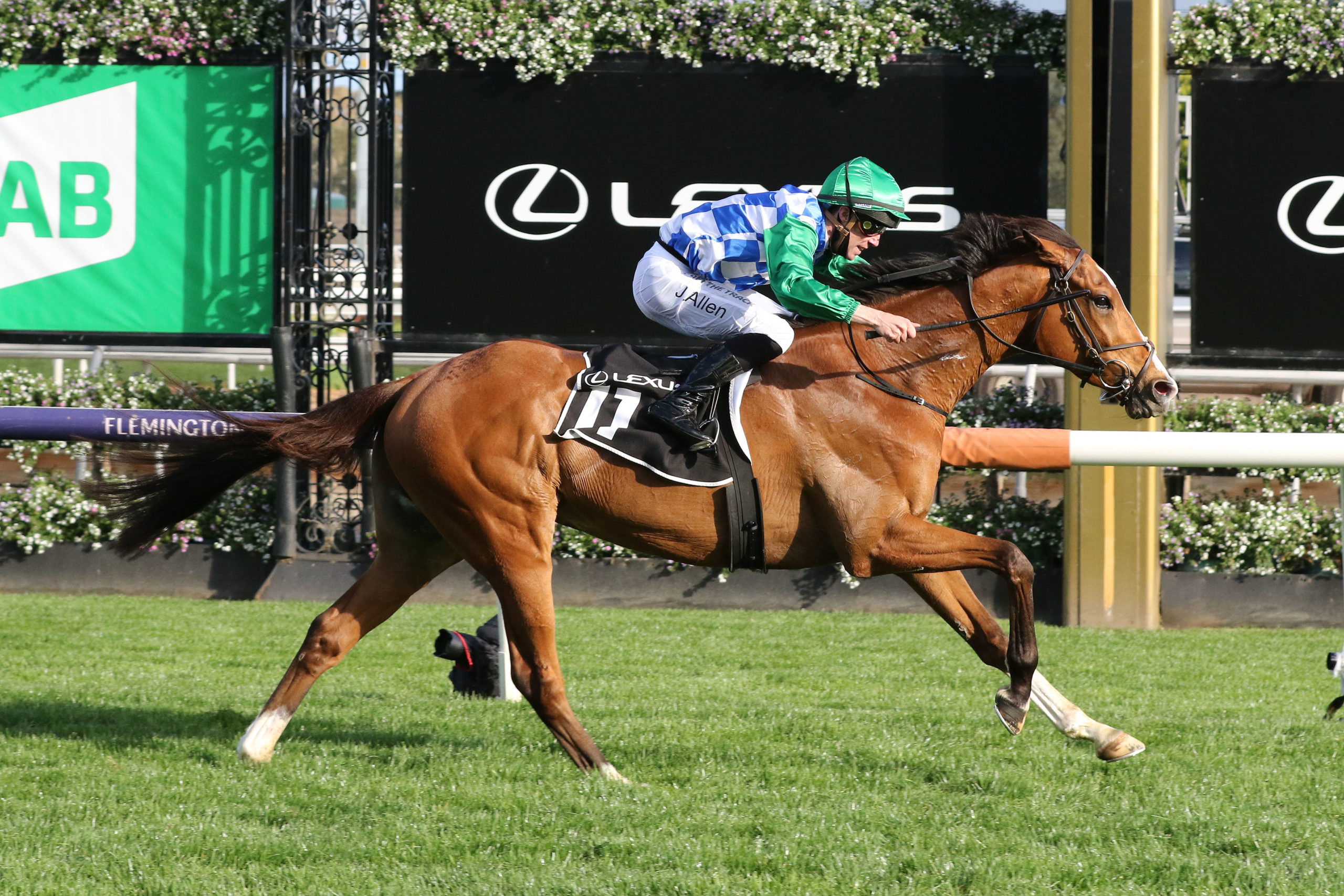 Grand stayer returns at The Valley races | RacingFans.com.au