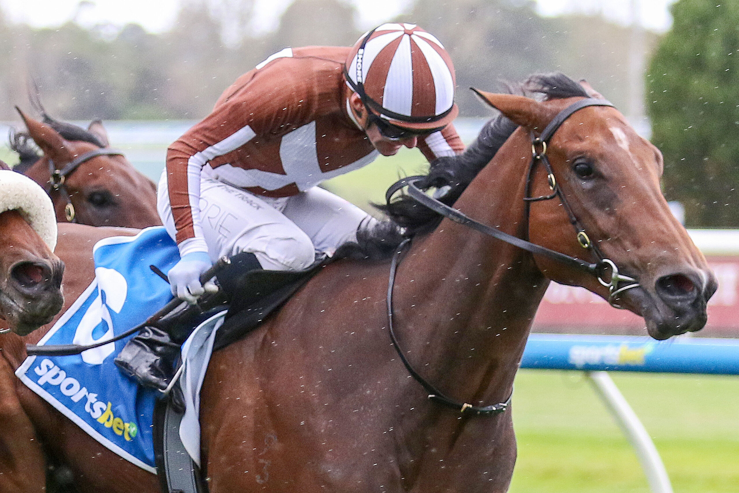 Second stakes score for Gin Twist | RacingFans.com.au